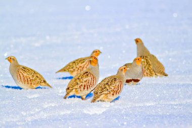 Keklik. Kış ve beyaz kar arka plan. Kuş: gri keklik. Perdix Perdix. 