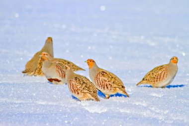 Keklik. Kış ve beyaz kar arka plan. Kuş: gri keklik. Perdix Perdix. 