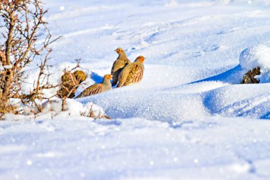 Keklik. Kış ve beyaz kar arka plan. Kuş: gri keklik. Perdix Perdix. 