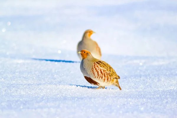 Куропатки Зимний Белый Снежный Фон Серый Партридж Perdix Perdix — стоковое фото