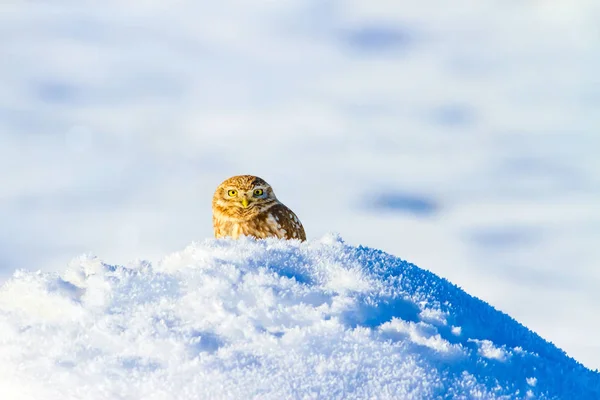 Lindo Búho Fondo Blanco Invierno — Foto de Stock