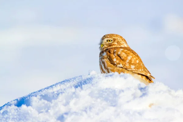 Carino Gufo Bianco Sfondo Invernale — Foto Stock