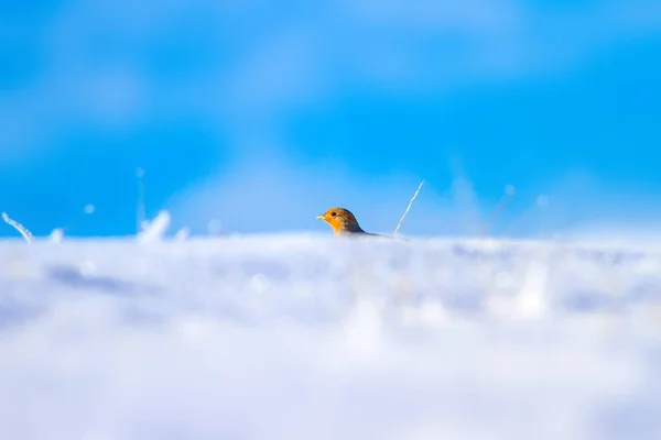 Patrijzen Winter Witte Sneeuw Achtergrond Vogel Grijs Patrijs Perdix Perdix — Stockfoto