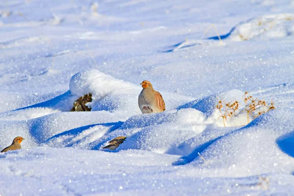 Des Perdrix Hiver Fond Neige Blanche Oiseau Perdrix Grise Perdix — Photo