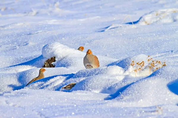 Keklik. Kış ve beyaz kar arka plan. Kuş: gri keklik. Perdix Perdix. 