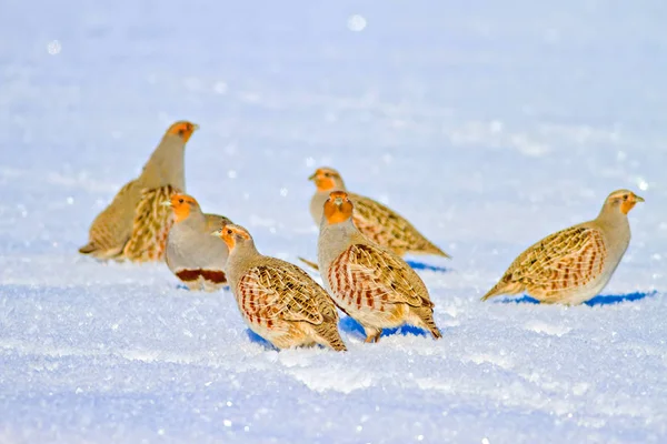 Keklik. Kış ve beyaz kar arka plan. Kuş: gri keklik. Perdix Perdix. 