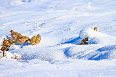 Keklik. Kış ve beyaz kar arka plan. Kuş: gri keklik. Perdix Perdix. 