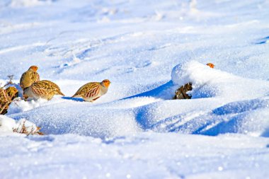 Keklik. Kış ve beyaz kar arka plan. Kuş: gri keklik. Perdix Perdix. 