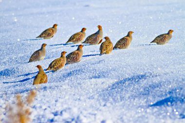 Keklik. Kış ve beyaz kar arka plan. Kuş: gri keklik. Perdix Perdix. 