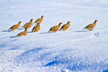 Keklik. Kış ve beyaz kar arka plan. Kuş: gri keklik. Perdix Perdix. 