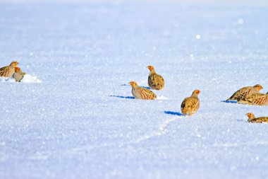 Keklik. Kış ve beyaz kar arka plan. Kuş: gri keklik. Perdix Perdix. 