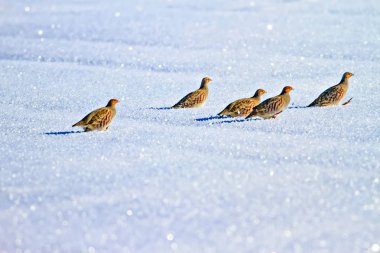 Keklik. Kış ve beyaz kar arka plan. Kuş: gri keklik. Perdix Perdix. 