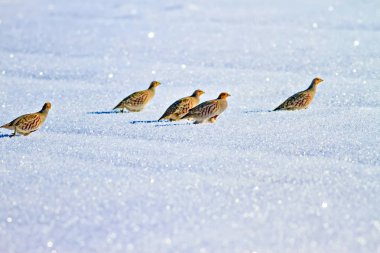 Keklik. Kış ve beyaz kar arka plan. Kuş: gri keklik. Perdix Perdix. 