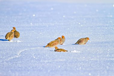 Keklik. Kış ve beyaz kar arka plan. Kuş: gri keklik. Perdix Perdix. 