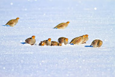Keklik. Kış ve beyaz kar arka plan. Kuş: gri keklik. Perdix Perdix. 