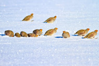Keklik. Kış ve beyaz kar arka plan. Kuş: gri keklik. Perdix Perdix. 