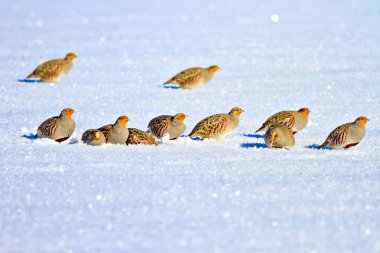 Keklik. Kış ve beyaz kar arka plan. Kuş: gri keklik. Perdix Perdix. 