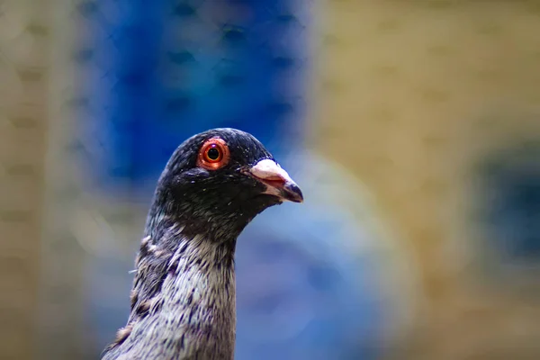 Bärduva Söt Fågel Naturlig Bakgrund — Stockfoto