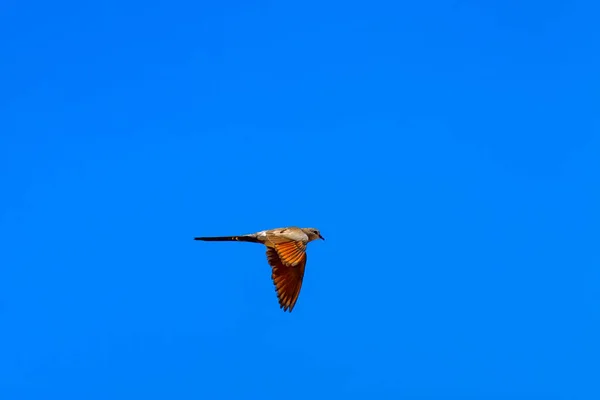 ナマクア ダヴ青空の背景 ウルファ トルコ — ストック写真