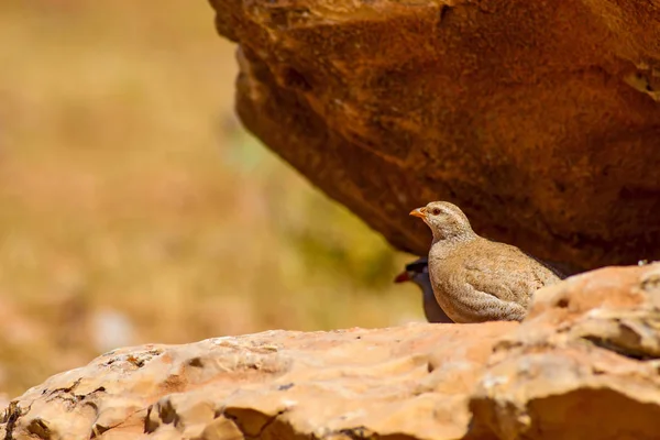 Partridge Gele Natuur Achtergrond Vogel Zie Zie Patrijs Ammoperdix Griseogularis — Stockfoto