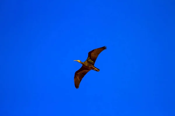 Flying Northern Bald Ibis Vogel Geronticus Eremita Blauwe Hemel Achtergrond — Stockfoto