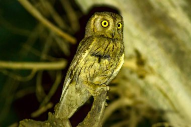 Gece ve baykuş. Kuş: Pallid Scops Baykuş. Otus brucei. Urfa Türkiye.