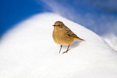 Karda sevimli küçük kuş. Mavi ve beyaz kar arka plan. Kuş: Siyah Redstart. Fenike ochruros.