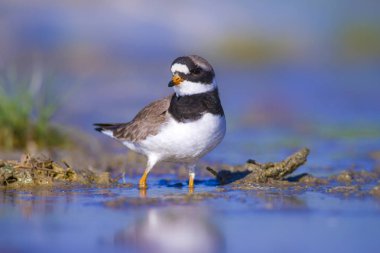 Tatlı küçük su kuşu. Doğa geçmişi. Kuş: ortak Ringed Plover. Ali özçelik.