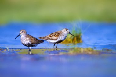 Tatlı küçük su kuşu. Renkli doğa arka plan. Kuş: Dunlin Calidris Alpina.