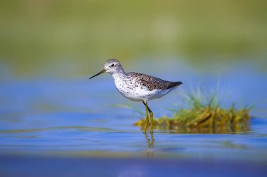 Ortak su kuşu. Kuş: Ahşap Sandpiper. Tringa parlaması. Renkli doğa arka plan.
