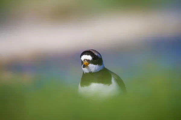Cute Little Ptak Wody Tło Przyrodnicze Ptak Często Obrane Siew — Zdjęcie stockowe
