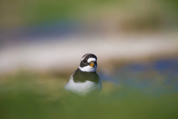Cute Little Ptak Wody Tło Przyrodnicze Ptak Często Obrane Siew — Zdjęcie stockowe