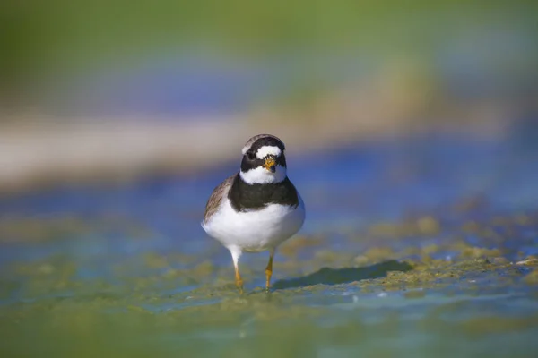 かわいい水鳥自然の背景 共通のリングプラバー チャラドリウス ヒアティキュラ — ストック写真