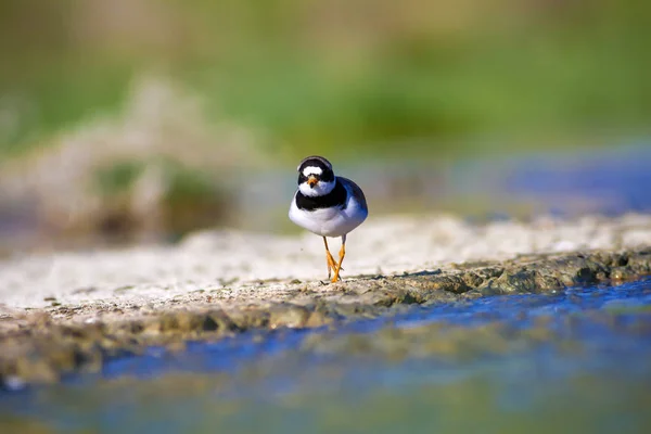 Schattige Kleine Water Vogel Natuur Achtergrond Vogel Gewone Geringde Plevier — Stockfoto
