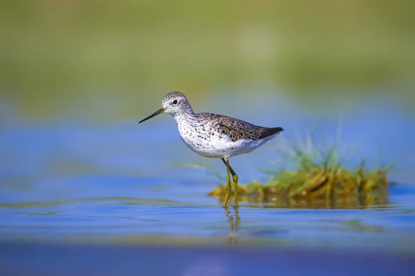 Oiseau Commun Oiseau Bécasseau Des Bois Tringa Glareola Fond Naturel — Photo