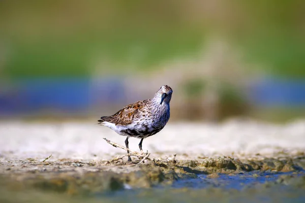 Roztomilá Vodní Ptáčku Barevný Přírodní Pozadí Pták Dunlin Calidris Alpina — Stock fotografie