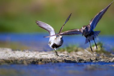 Tatlı küçük su kuşu. Renkli doğa arka plan. Kuş: Dunlin Calidris Alpina.