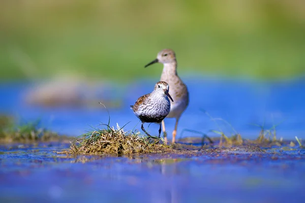 Pássaro Aquático Giro Fundo Natureza Colorida Pássaro Dunlin Calidris Alpina — Fotografia de Stock