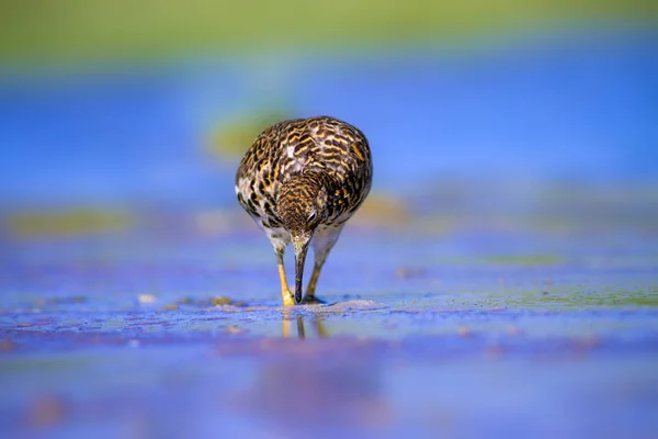 Doğası Kuş Ortak Kuşu Ruff Philomachus Pugnax Renkli Doğa Arka — Stok fotoğraf