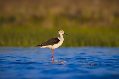 Sevimli su kuşu. Siyah kanatlı Stilt. Renkli doğa habitat arka plan. Siyah kanatlı Stilt Himantopus himantopus.