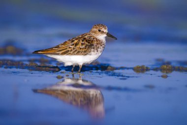Sevimli küçük kıyı kuşu. Küçük Stint. Sarı mavi doğa arka plan.