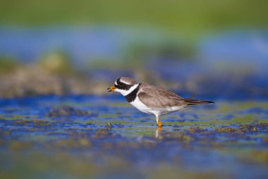 Tatlı küçük su kuşu. Doğa geçmişi. Kuş: ortak Ringed Plover. Ali özçelik