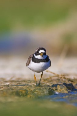 Tatlı küçük su kuşu. Doğa geçmişi. Kuş: ortak Ringed Plover. Ali özçelik