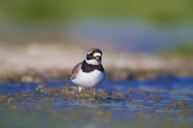 Tatlı küçük su kuşu. Doğa geçmişi. Kuş: ortak Ringed Plover. Ali özçelik