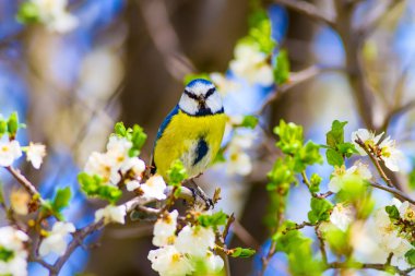 Ağaçtaki sevimli kuş. Doğal arka plan.