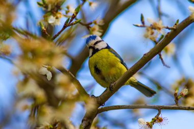 Ağaçtaki sevimli kuş. Doğal arka plan.