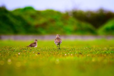 Sevimli altın yağmurcun. Yeşil çim arka plan. Avrupa Altın Yağmurcunu. Pluvialis apricaria.