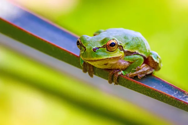 可爱的树蛙 绿色自然栖息地背景 — 图库照片