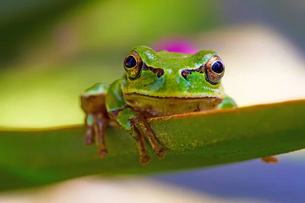 可爱的树蛙 绿色自然栖息地背景 — 图库照片