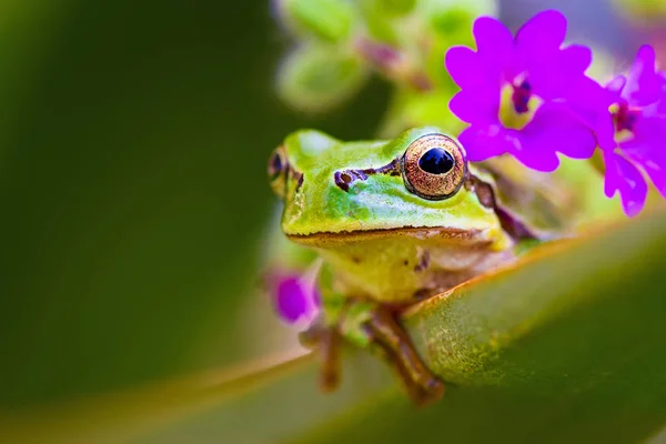 Roztomilá Žába Zelené Pozadí Přírodních Stanovišť — Stock fotografie